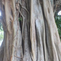 Ficus virens var. virens